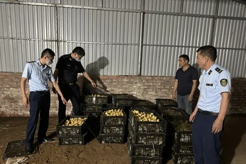 Số gia cầm không rõ nguồn gốc, xuất xứ đã bị lực lượng chức năng phát hiện, thu giữ.