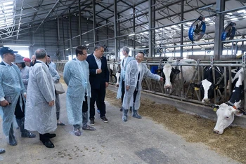 Đoàn công tác Đại sứ quán thăm trang trại chăn nuôi bò của Tập đoàn TH tại Nga.