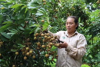 Huyện Sông Mã có trên 10.000ha cây ăn quả, trong đó gần 7.500ha nhãn.