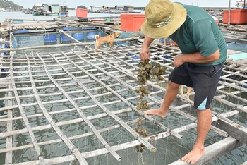 Hàu của người dân xã Hòn Tre, huyện Kiên Hải, tỉnh Kiên Giang chết nghi do nguồn nước bị ô nhiễm.