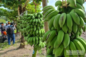 Hào hứng cuộc thi buồng chuối to nhất, cá lóc lớn nhất ở rừng tràm U Minh Hạ 