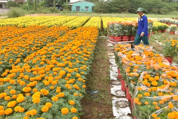 Nhân công vận chuyển hoa Tết ở Làng hoa Mỹ Tho giao cho thương lái.