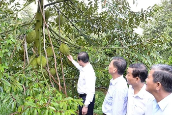 Lãnh đạo tỉnh Tiền Giang kiểm tra vườn sầu riêng đạt tiêu chuẩn xuất khẩu tại xã Ngũ Hiệp, huyện Cai Lậy, tỉnh Tiền Giang.
