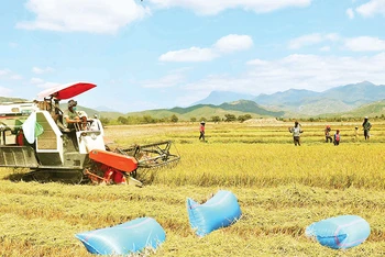 Nhờ nguồn nước cấp từ hệ thống thủy lợi Tân Mỹ, đồng bào Raglai huyện Bác Ái (Ninh Thuận) chuyển sản xuất từ một vụ lên ba vụ. 