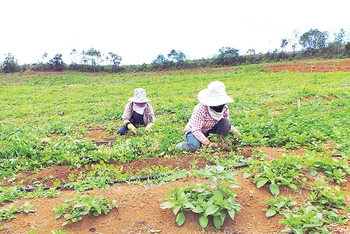 Người dân huyện Kon Plông, tỉnh Kon Tum chăm sóc cây Hồng đẳng sâm.