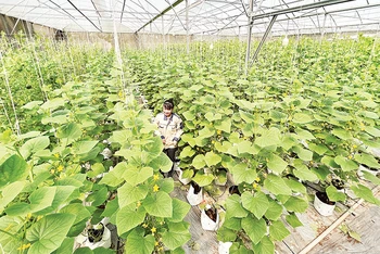 Vườn dưa lưới Peace Farm của chị Lê Ngọc Hiền là một trong những điểm check-in khá quen thuộc với du khách tại thành phố Vĩnh Long, tỉnh Vĩnh Long. 