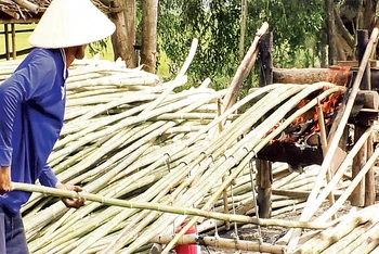Tầm vông sau khi đốn, róc sạch nhánh và lá sẽ được đưa vào lò lửa để uốn (bẻ) cho thẳng trước khi bán cho thương lái.