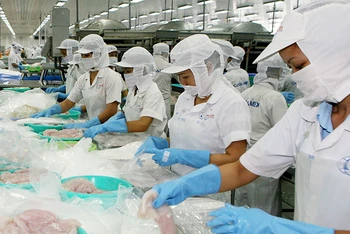 Chế biến thủy sản tại Công ty cổ phần Xuất nhập khẩu thủy sản Cần Thơ (TP Cần Thơ). (Ảnh QUỐC TUẤN) 