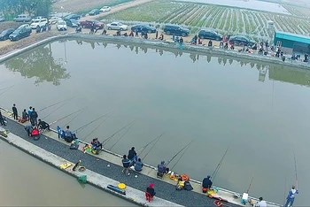 Dịch vụ câu cá đem lại nguồn thu tốt cho các chủ hồ, tạo hướng đi mới trong phát triển kinh tế trang trại.