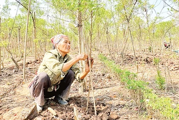 Gia đình bà Ngọ trồng mới và chăm sóc vườn đào sau bão lũ.