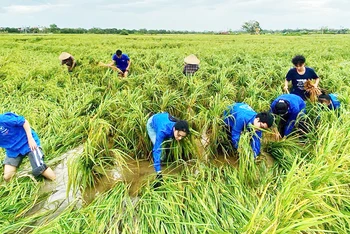 Đảng viên trẻ, đoàn viên, thanh niên Thái Bình tình nguyện hỗ trợ bà con nông dân.