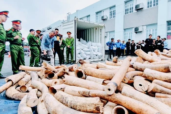Số ngà voi nhập lậu được cho là nhiều nhất từ trước tới nay bị phát hiện qua đường biển vào Hải Phòng.