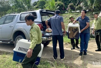 Các cá thể vượn đen má hung được vận chuyển đến Vườn quốc gia Tà Đùng để thả về môi trường tự nhiên.