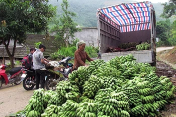 Người dân xã Ma Ly Pho, huyện Phong Thổ (Lai Châu) đưa chuối ra các điểm tập kết, bán cho thương lái.
