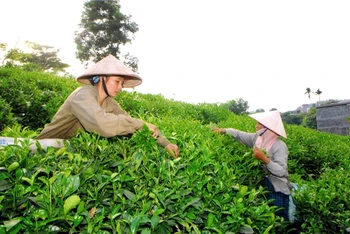 Người dân huyện Đồng Hỷ (Thái Nguyên) thu hoạch chè búp. Ảnh: HỒNG KỲ