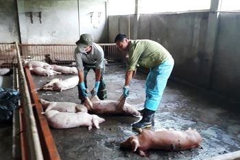 Lợn nhiễm dịch tả châu Phi bị chết, ở xã Bản Lầu (Lào Cai).