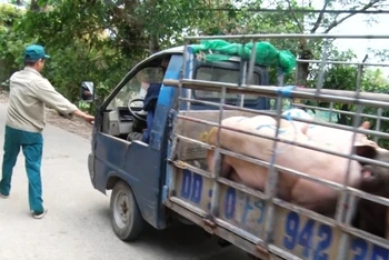 Trong ngày 23-5, thương lái vẫn thu gom, vận chuyển lợn ở trong vùng có dịch
