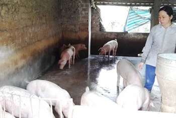Nông dân Thanh Hóa chăm sóc, theo dõi đàn lợn nuôi trong chuồng trại.