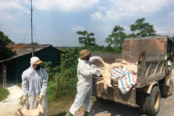 Tiêu hủy lợn nhiễm bệnh tại huyện Hạ Hòa.