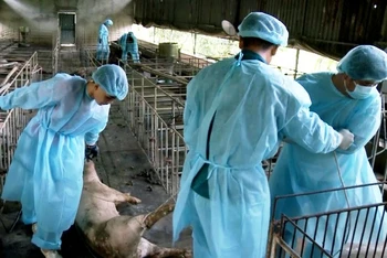 Tiêu hủy lợn mắc dịch tả châu Phi tại xã Bình Trung, huyện Châu Đức, tỉnh Bà Rịa-Vũng Tàu.
