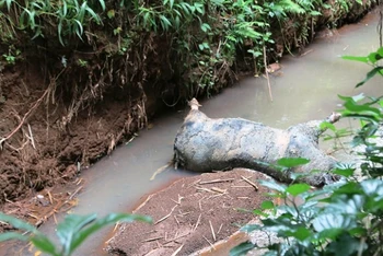 Lợn chết trôi dạt trên suối Cù Bị, xã Cù Bị, huyện Châu Đức, tỉnh Bà Rịa - Vũng Tàu.
