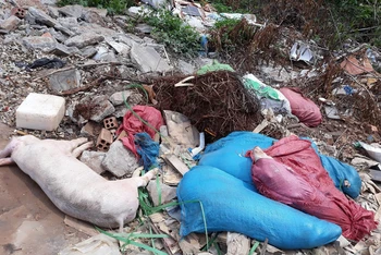 Xác hàng chục con lợn nghi bị dịch tả lợn châu Phi vứt bừa bãi dọc tuyến đường vành đai TP Buôn Ma Thuột đoạn qua địa bàn xã Cư Êbur gây bức xúc trong nhân dân.