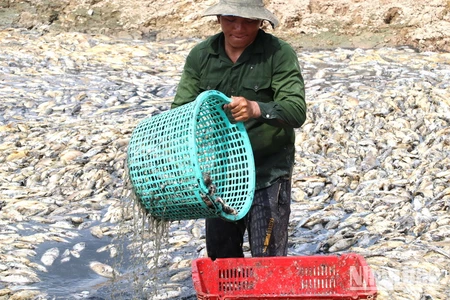 Nhân viên Đội nuôi trồng thủy sản Bộ Chỉ huy quân sự tỉnh Đồng Nai làm việc xuyên đợt nghỉ lễ vừa qua để thu dọn xác cá chết trên hồ Sông Mây.