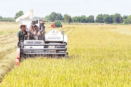 Thu hoạch lúa trên cánh đồng liên kết của Công ty cổ phần Tập đoàn Lộc Trời. (Ảnh HÀ ANH)