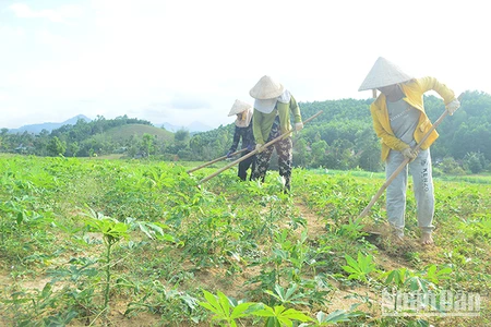 Diện tích và mức độ nhiễm bệnh virus khảm lá sắn ở Quảng Ngãi ngày càng lan rộng khiến nông dân trồng sắn bị thiệt hại nặng. 