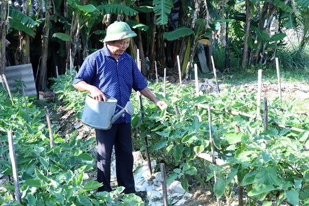 Một người cao tuổi ở huyện Thạch Hà, tỉnh Hà Tĩnh khởi nghiệp từ mô hình trồng rau sạch. (Ảnh CHÍ TÂM)
