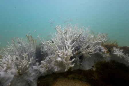 San hô bị tẩy trắng được nhìn thấy ở Costa dos Corais ở Japaratinga thuộc bang Alagoas, Brazil ngày 16/4/2024. Ảnh: Reuters