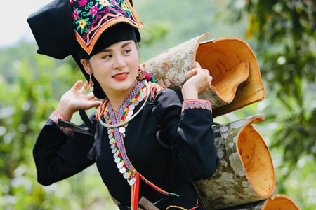 Thu hoạch quế tại huyện Văn Yên (Yên Bái).