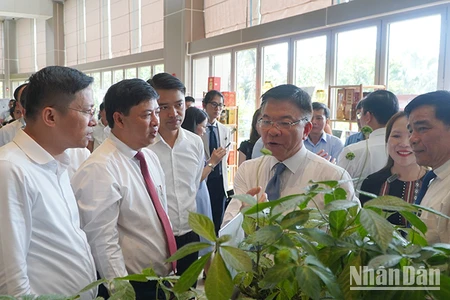 Phó Thủ tướng Chính phủ Lê Thành Long cùng lãnh đạo tỉnh Quảng Nam tham quan gian hàng sâm Ngọc Linh trưng bày tại hội nghị.