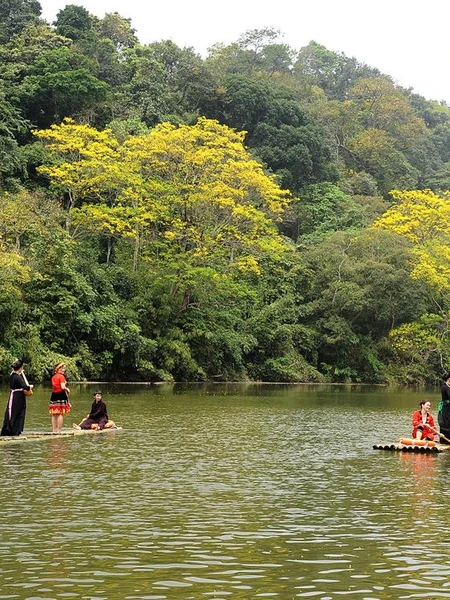 Khung cảnh thơ mộng trên hồ Nà Nưa với sắc vàng rực rỡ của hoa lim vang.