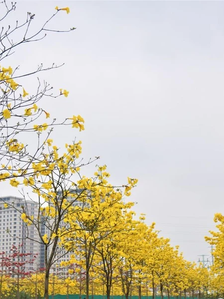 Người Hà Nội ngắm hoa phong linh rung rinh trong gió tháng ba