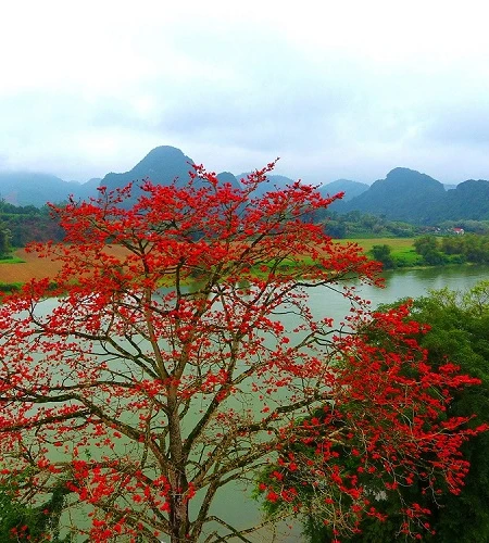 Rực đỏ mùa hoa gạo bên sông Lam
