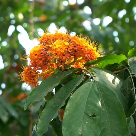 Ảnh hoa vàng anh nở rộ tháng 3