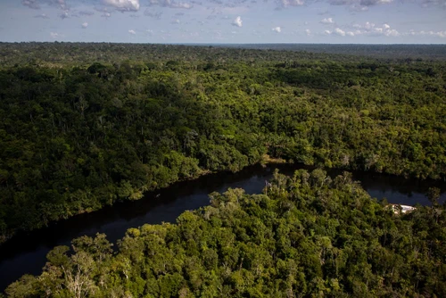 Rừng nhiệt đới Amazon. (Ảnh: Flavio Forner)