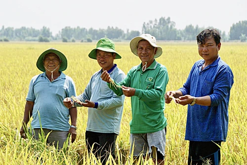  Hợp tác xã Trường Xuân, huyện Tháp Mười, tỉnh Đồng Tháp sản xuất lúa theo quy trình SRP và sẵn sàng tham gia đề án 1 triệu ha lúa chất lượng cao. Ảnh Đặng Tuyết