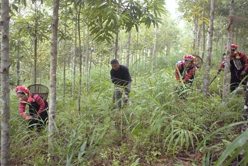 Ảnh minh họa: TUẤN THỊNH