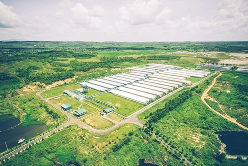 Một trang trại lợn ở Cư Jút (Đắk Nông) theo mô hình tuần hoàn giảm phát thải khí nhà kính.