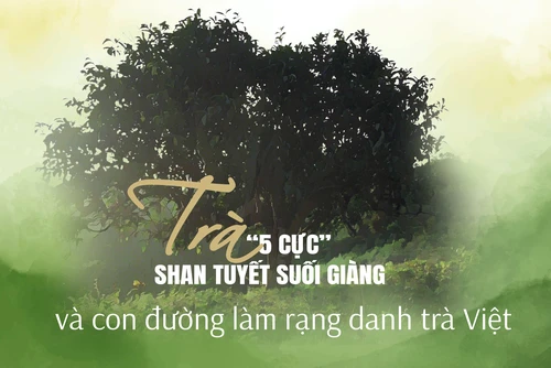 Trà “5 cực” Shan tuyết Suối Giàng và con đường làm rạng danh trà Việt
