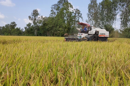 Thu hoạch lúa tại Đồng Tháp. Ảnh: Hữu Nghĩa