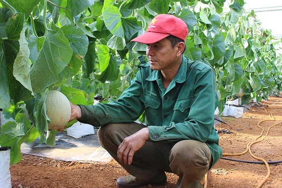 Dưa lưới sản xuất công nghệ cao ở huyện Chưpah tỉnh Gia Lai