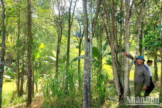 Trồng rừng bằng cây bản địa ở Quảng Binh. (Ảnh HƯƠNG GIANG)