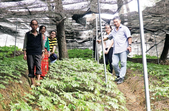 Một vườn dược liệu tam thất bắc tại huyện Bắc Hà, tỉnh Lào Cai.