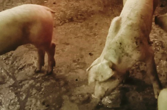 Phát hiện ổ dịch tả lợn Châu Phi ở xã Vị Tân, thành phố Vị Thanh
