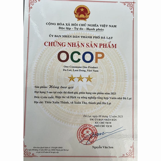 Hồng treo gió Vườn nhà Đà Lạt