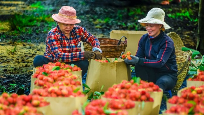 Chôm chôm là một trong những loại trái cây đặc trưng của tỉnh Đồng Nai và vùng đất Long Khánh. Hiện nay, tại các nhà vườn, nông dân đang hối hả thu hoạch.