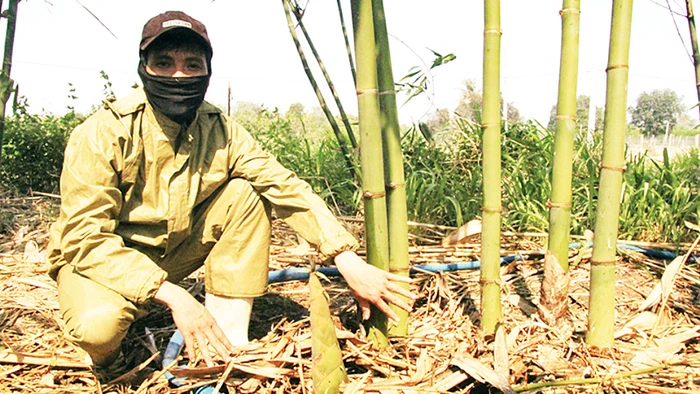 Anh Nguyễn Cao Anh Kiệt, xã Hòa Sơn, huyện Ninh Sơn (Ninh Thuận) bên những búp măng tre Tứ quý chuẩn bị thu hoạch trái vụ.